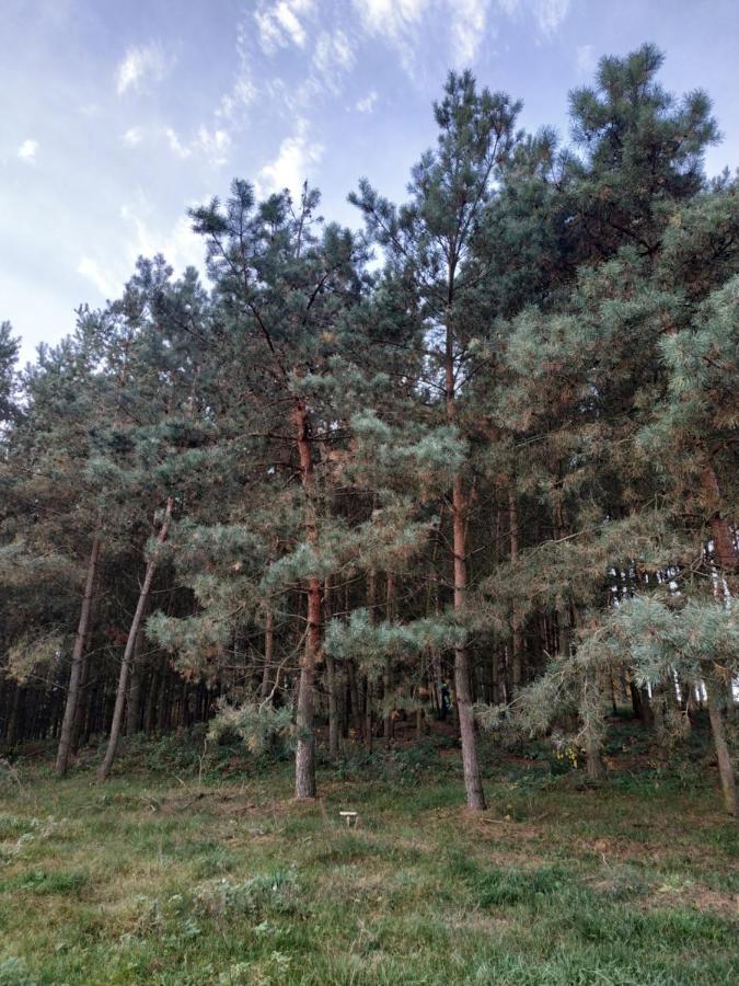 Domki Nad Jeziorem - Zalesie 7D Zalesie (Olsztyn) Eksteriør billede